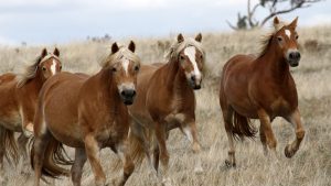 Rosetta Mares Haflinger Horses, Australia