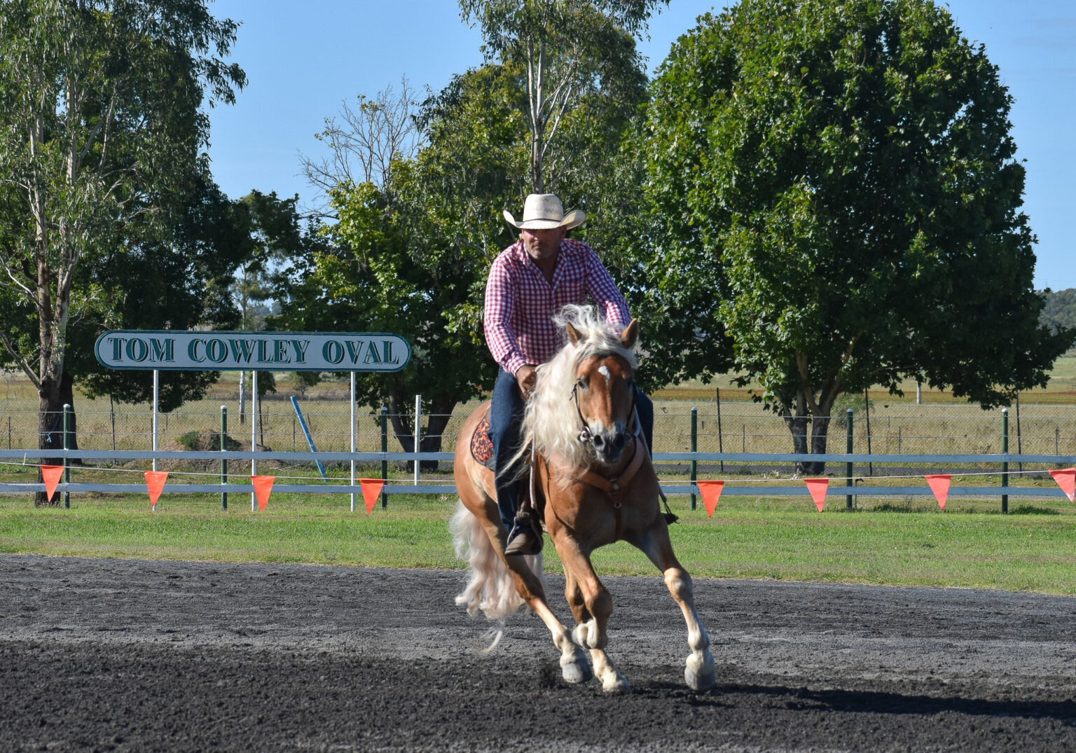 Haflinger Rearing Australian Haflinger Breeding & Sports Association